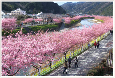 早一步盡情享受春天。參加「哈多巴士」旅遊，欣賞河津櫻！