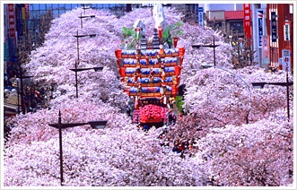 日立櫻花祭