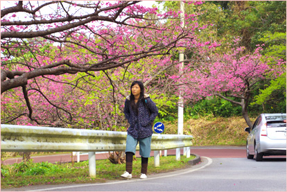 在沖繩所開的櫻花並不是淡粉紅的「染井吉野櫻」，而是色彩鮮豔呈深色粉紅的寒緋櫻為主。而賞櫻形態也與本島的櫻花樹下吃喝遊樂方式大不相同，一般都是從車窗欣賞或是邊散步邊賞櫻。陳小姐也悠閒地在櫻花盛開風情萬種的山間小道上散步賞花，蔥綠的青山搭配上滿開的櫻花美景讓她感動不已。