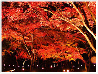 長瀞的紅葉季節是11月中旬～下旬。