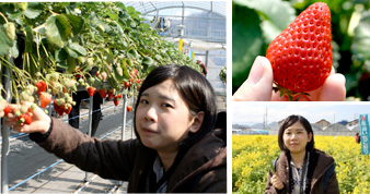 體驗現摘現吃的摘草莓活動