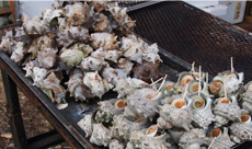 也有發現攤販爽快地燒烤伊豆半島才有的海鮮 。