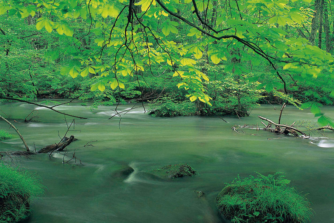 奧入瀨溪流（照片提供：青森縣）